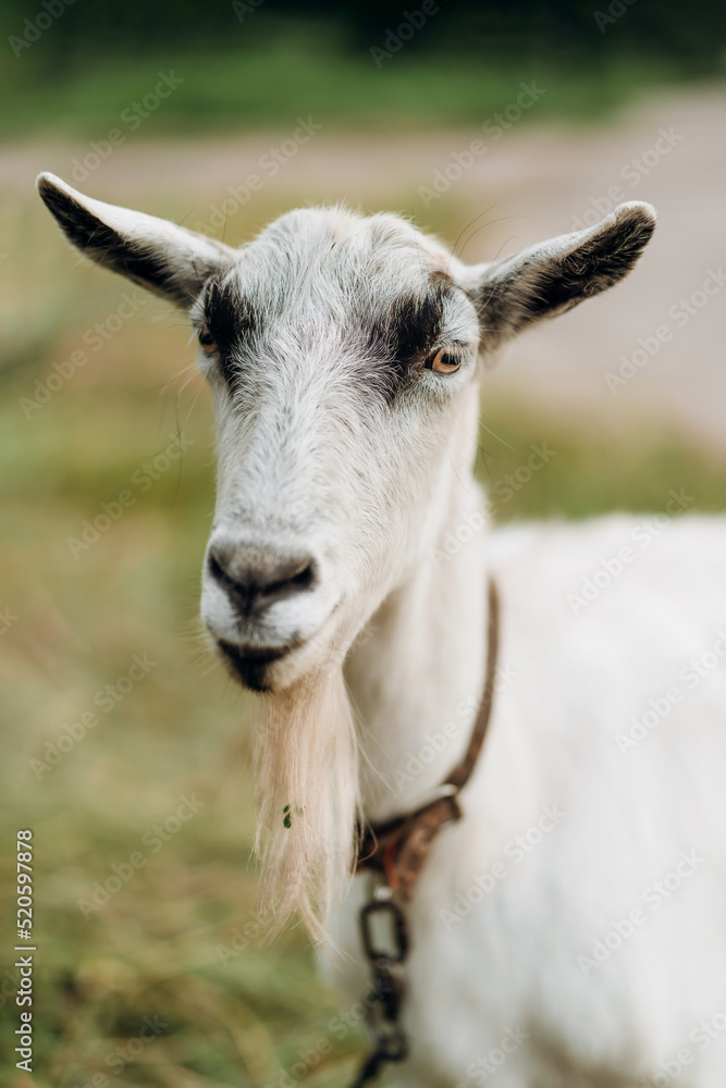 Portrait of a cute white goat on a walk in the countryside. Domestic goats on an eco-farm.
