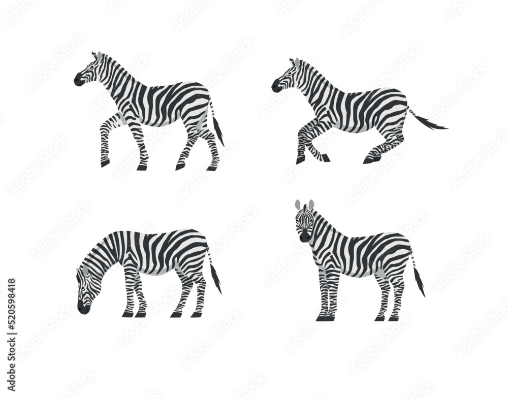 Fototapeta premium Set of zebra side view in different positions isolated on white background. Vector illustration of African zebras for poster about wild mammals.