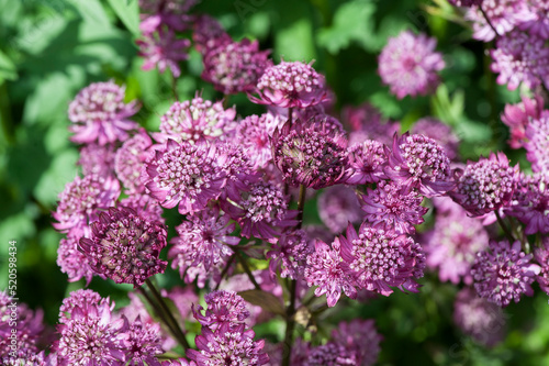 Astrantia major 'Abbey Road', greater masterwort