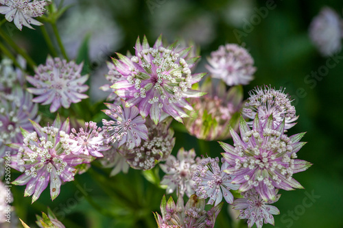 Astrantia major 'Star of Royals', greater masterwort