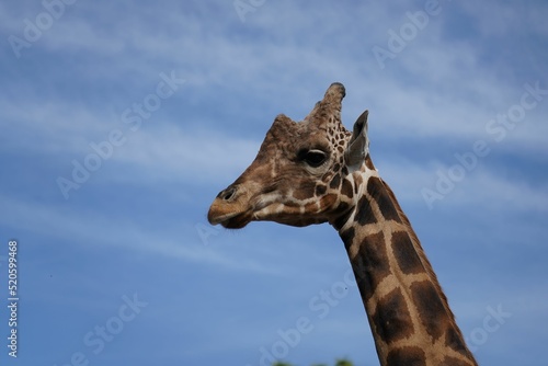 Photography Close up shot of a head of a northern giraffe from side profile