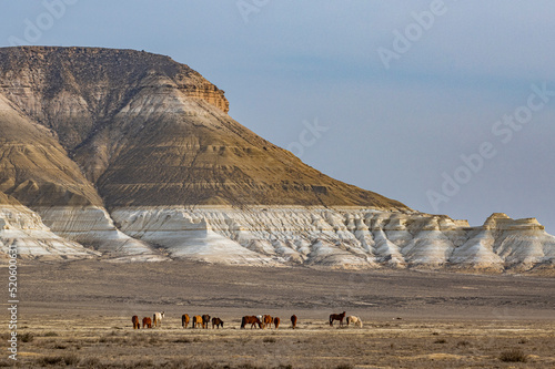 Wild horses grazing in front of Sor Tuzbair, a solonchak (salt marsh), Mangystau, Kazakhstan