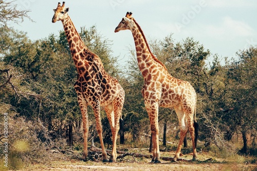 Canvas Print Beautiful shot of two giraffes standing together against the trees