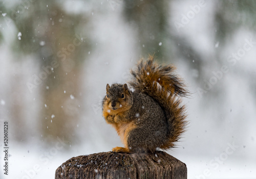 squirrel in the snow © Joshua