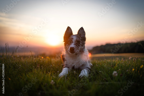 Fotografia Blue Merle Border Collie puppy - sunset photo