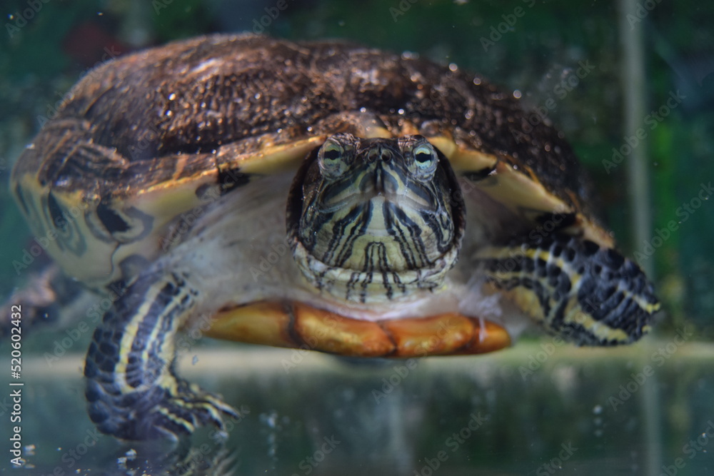Portrait of yellow eared slider aquatic turtle Portrait of yellow eared slider aquatic turtle