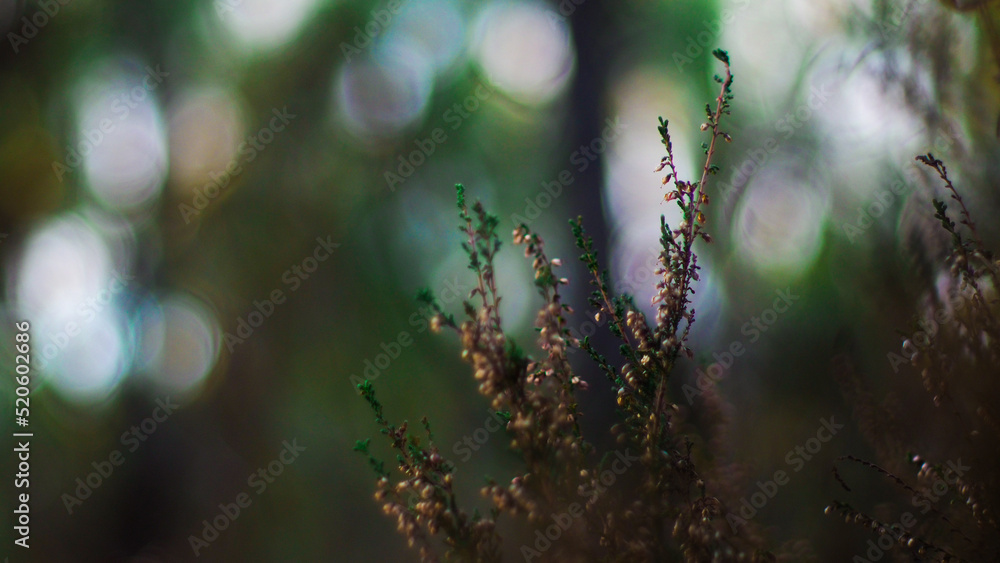 Macro de bruyères sauvages, et d'autres petites plantes, au sein de la forêt des Landes de Gascogne