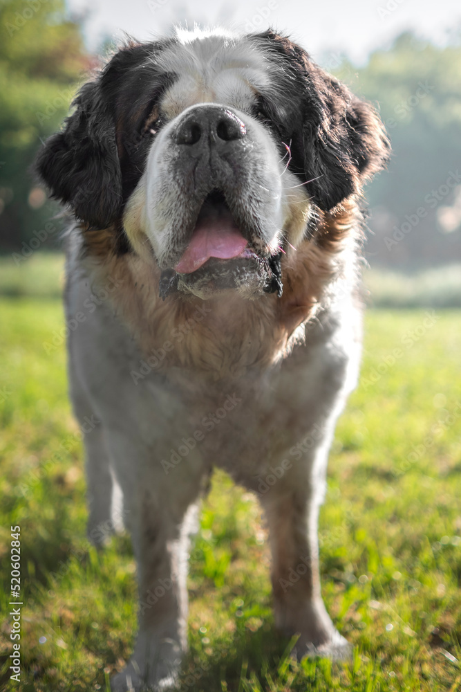 Saint Bernard dog breed in front of the camera, Italy Saint Bernard dog breed in front of the camera, Italy