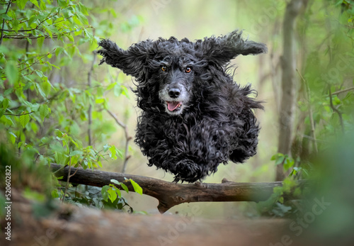 Black Cocker Spaniel dog running and jumping over a stick in the woods, Italy