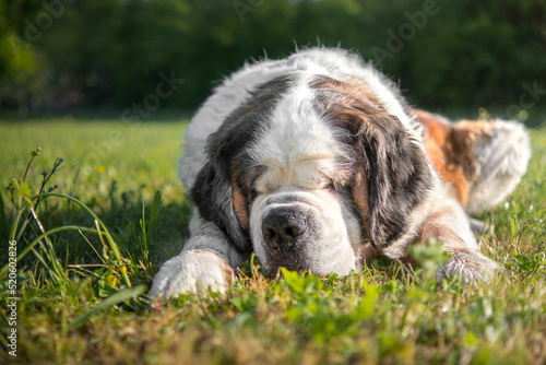 Saint Bernard dog breed lying on the grass at sunrise, Italy