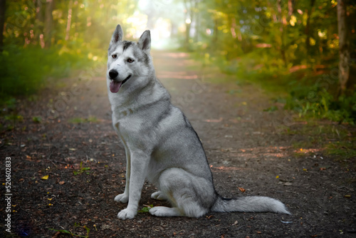 Siberian Husky dog side view, sitting and looking into camera, Italy