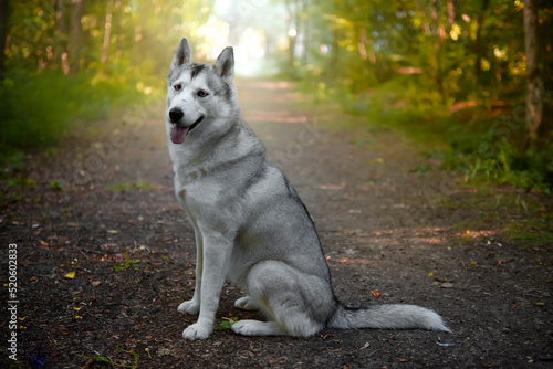 Siberian Husky dog side view, sitting and looking into camera, Italy photo