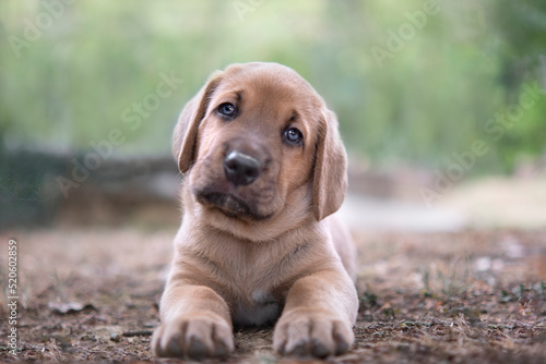 Broholmer puppy lying on the ground and looking into the camera with tilted head, Italy