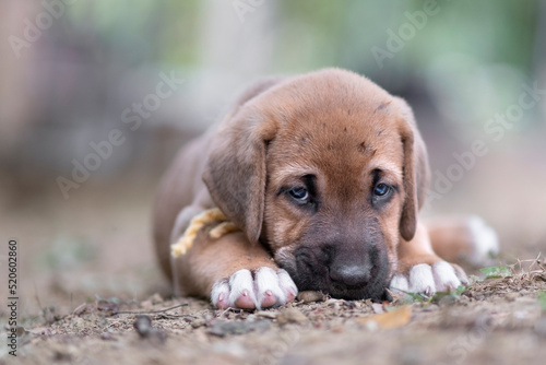 Broholmer puppy with a yellow collar lying on the ground and looking into the camera, Italy photo