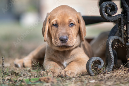 Brown Broholmer dog breed puppy lying on ground and looking into camera, Italy photo