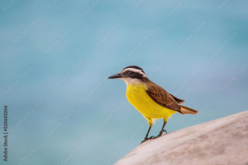 Great Kiskadee (Pitangus Sulphuratus), introduced to Bermuda in 1957 to try to control the Anole lizard, Bermuda, Atlantic Great Kiskadee (Pitangus Sulphuratus), introduced to Bermuda in 1957 to try to control the Anole lizard, Bermuda, Atlantic