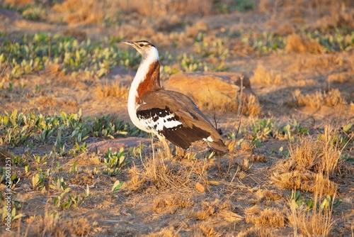 Male Denham's Bustard (Neotis denham) in Welgevonden Game Reserve, South Africa photo