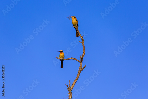 White Fronted Bee Eaters (Merops bullockoides) eat insects in a dead tree in the Welgevonden Game Reserve, South Africa photo