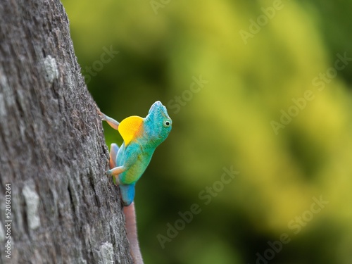 Male Jamaican Anole Lizard (Anolis Grahami) with Dewlap extended, introduced to Bermuda in 1905 to eat fruit flies, Bermuda, Atlantic