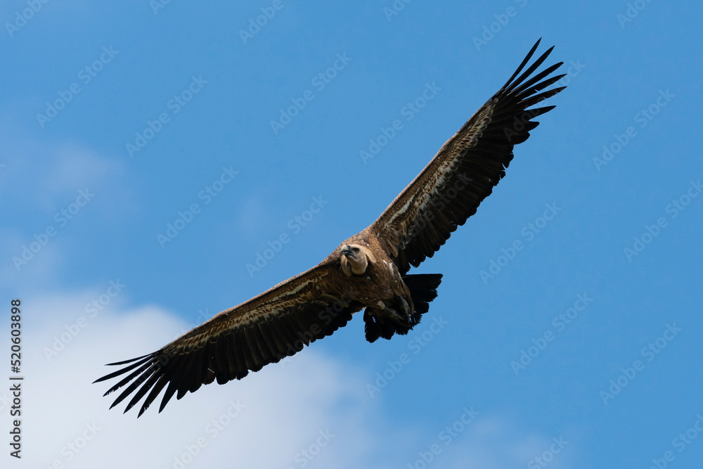 White-backed Vulture (Gyps africanus) in flight, Donana National and Natural Park, Andalusia, Spain White-backed Vulture (Gyps africanus) in flight, Donana National and Natural Park, Andalusia, Spain