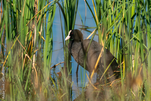 Eurasian coot (Fulica atra), Donana National and Natural Park, Andalusia, Spain