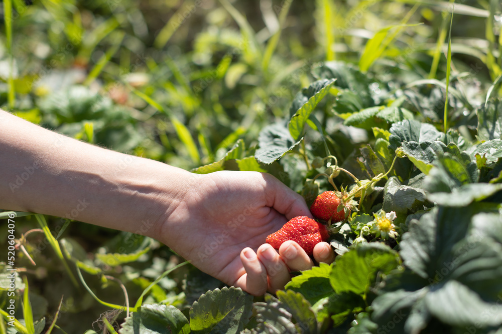 hands with fresh strawberries collected hands with fresh strawberries collected
