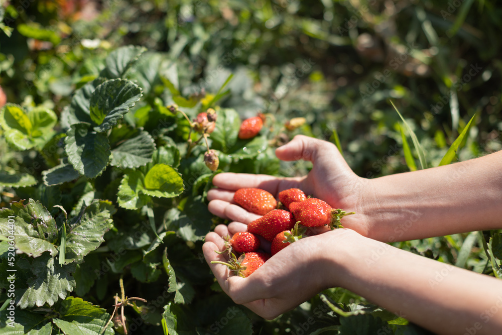 hands with fresh strawberries collected hands with fresh strawberries collected