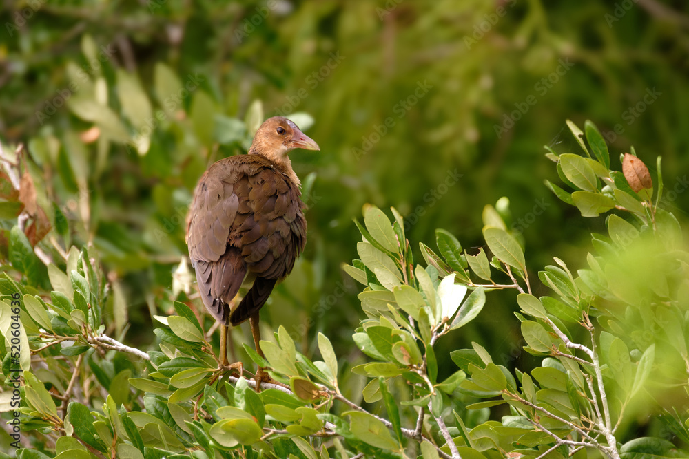 Fototapeta premium Wild bird