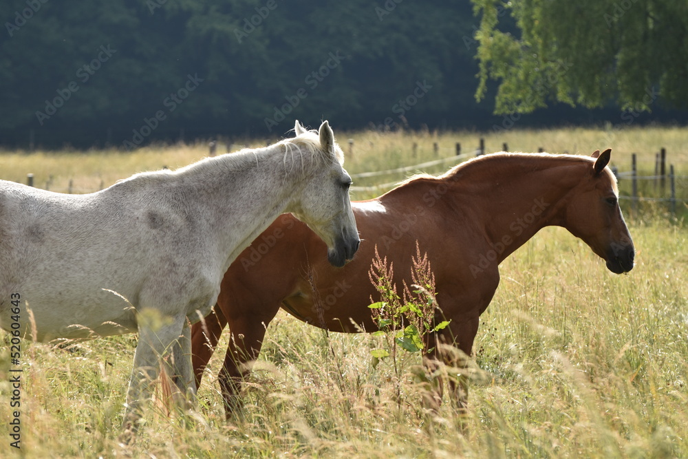 Fototapeta premium Pferde auf der Weide