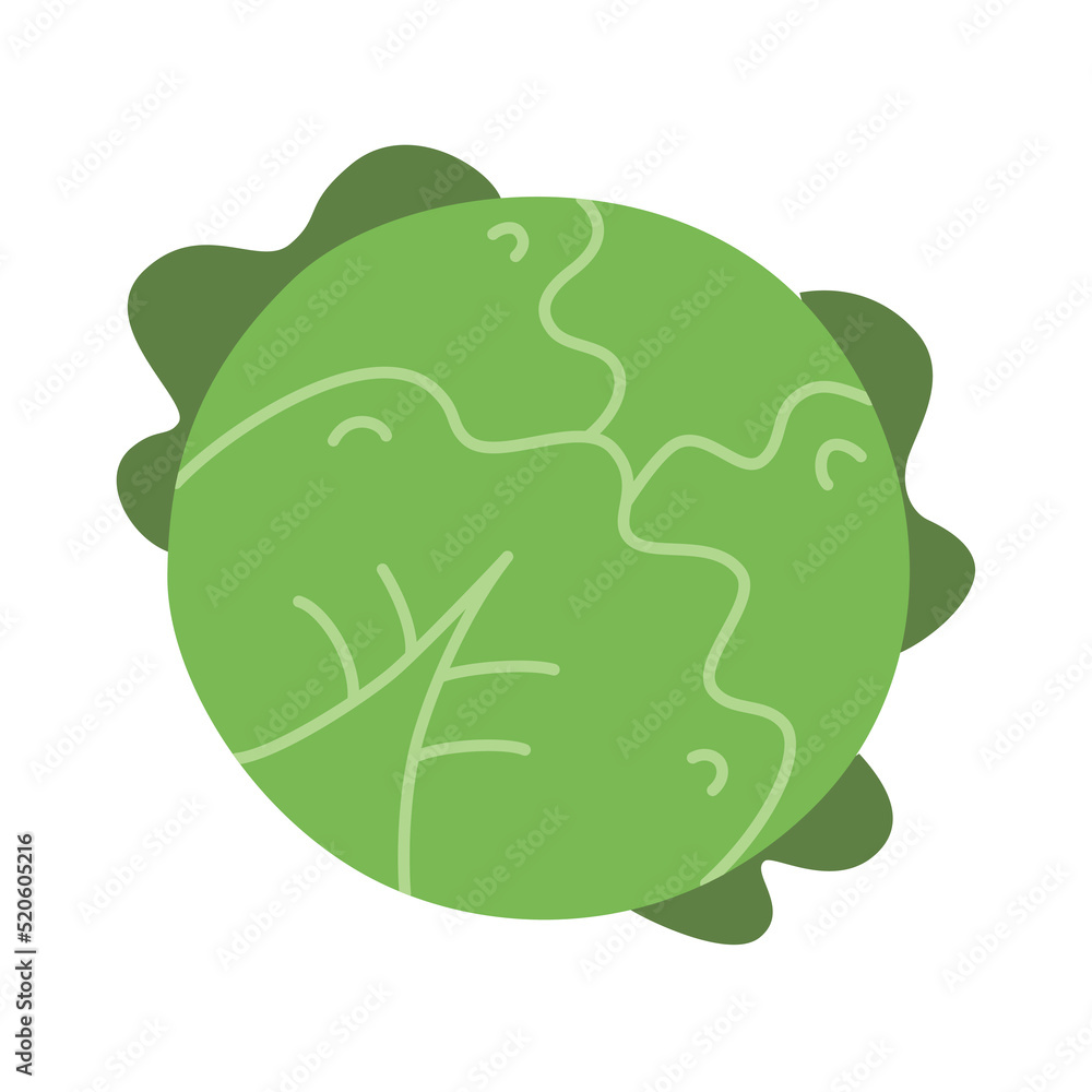 Doodle illustration of fresh cabbage with leaves, hand drawn cabbage icon, vector doodle illustration of vegetable garden product, isolated colored clipart on white background, organic vegetarian eati Doodle illustration of fresh cabbage with leaves, hand drawn cabbage icon, vector doodle illustration of vegetable garden product, isolated colored clipart on white background, organic vegetarian eati