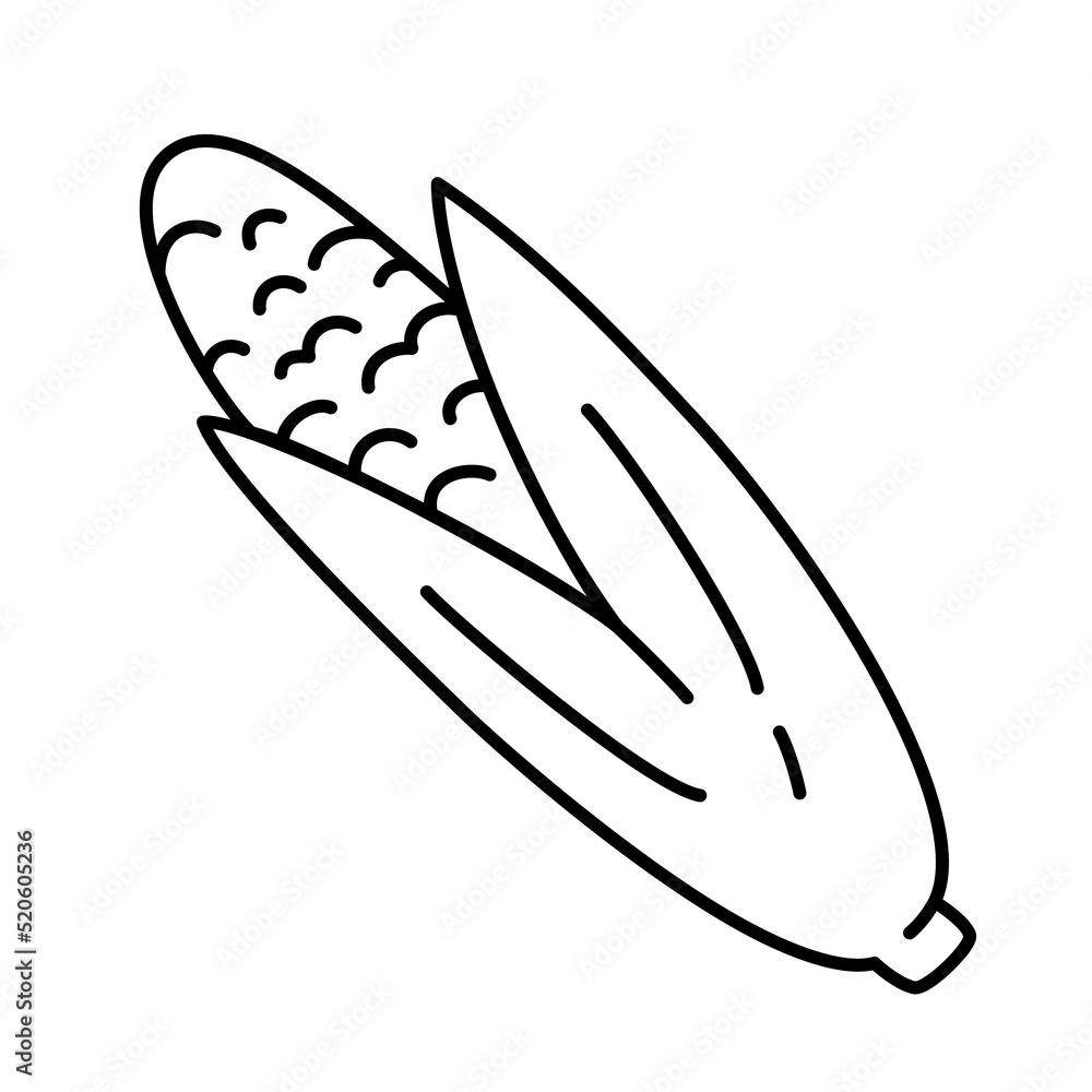 Hand drawn doodle corn icon, vector doodle illustration of a corn with seeds and leaves, isolated outline clipart of maize on white background, organic vegetarian eating, farm vegetable Hand drawn doodle corn icon, vector doodle illustration of a corn with seeds and leaves, isolated outline clipart of maize on white background, organic vegetarian eating, farm vegetable