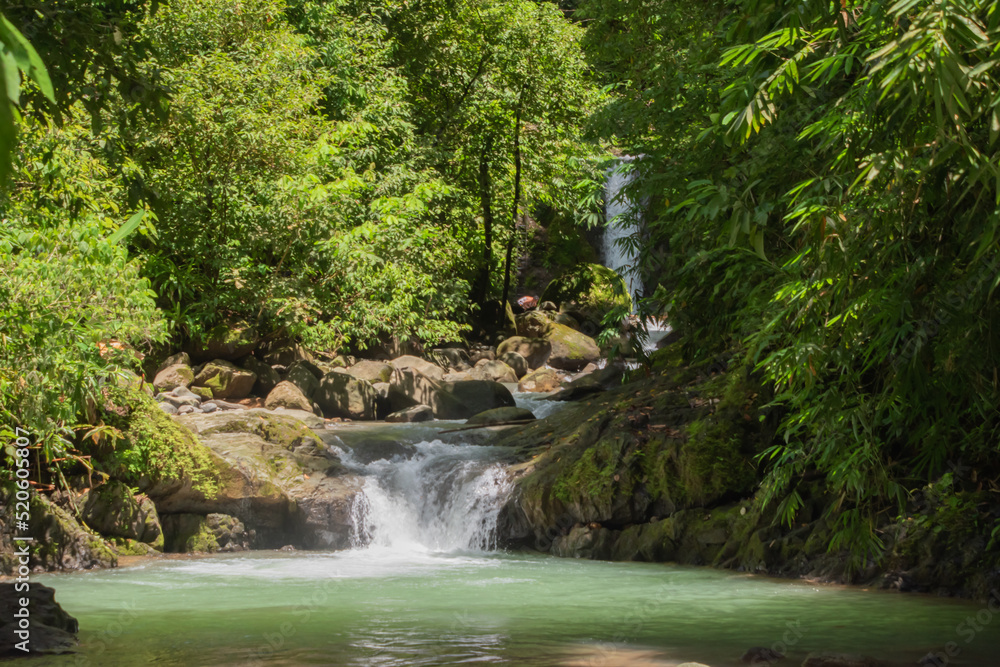 Green vegetation in the rainy season in Costa Rica. Green vegetation in the rainy season in Costa Rica.