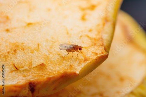 Tropical Fruit Fly Drosophila Diptera Parasite Insect Pest Spreading Disease on Ripe Fruit Vegetable Macro