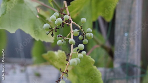 Young green grapes ripen on the vine.