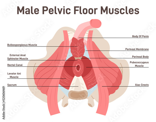 Valokuva Anatomy of male pelvic floor muscles