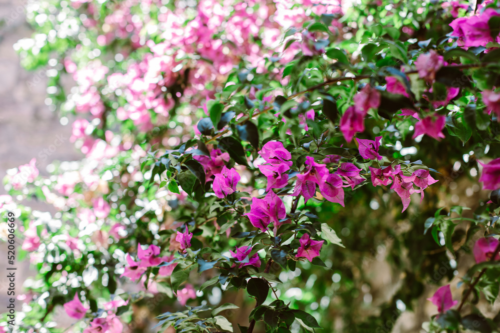 Beautiful violet bougainvillea flowers on a summer street. Beautiful violet bougainvillea flowers on a summer street.