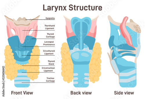 Larynx anatomy. Anterior trachea parts. Cartilaginous skeleton