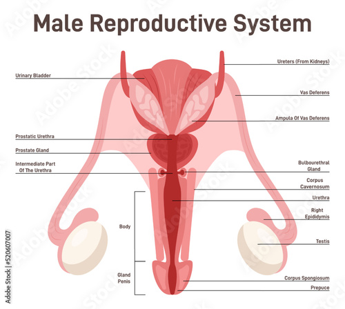 Male reproductive system. Healthy human internal organs. Testis, penis