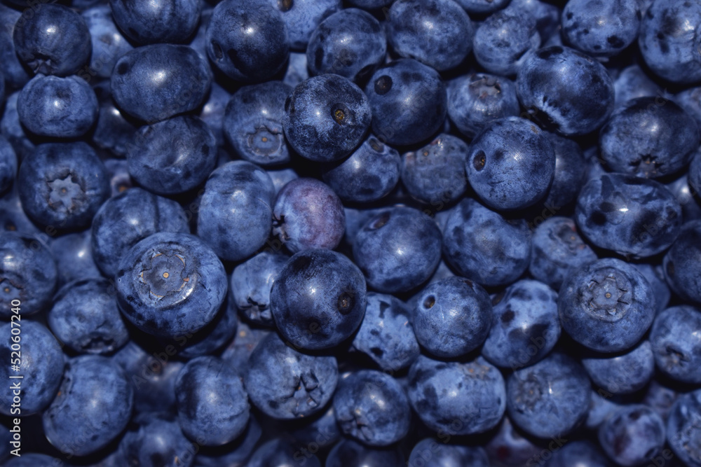 Close up view of freshly picked blueberries toned blue Close up view of freshly picked blueberries toned blue