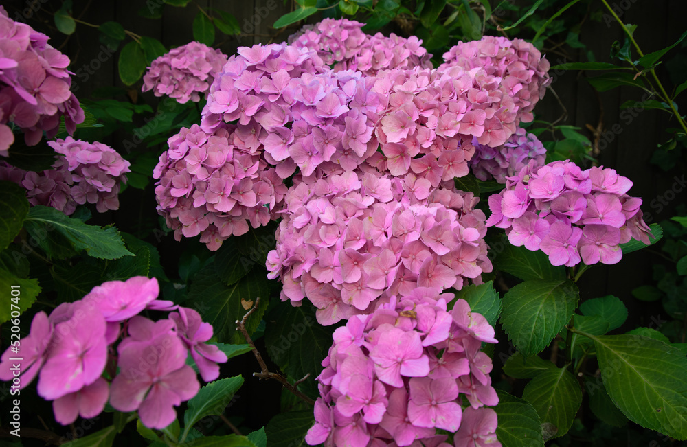 Beautiful pink hydrangea flower blooms in the garden in summer Beautiful pink hydrangea flower blooms in the garden in summer