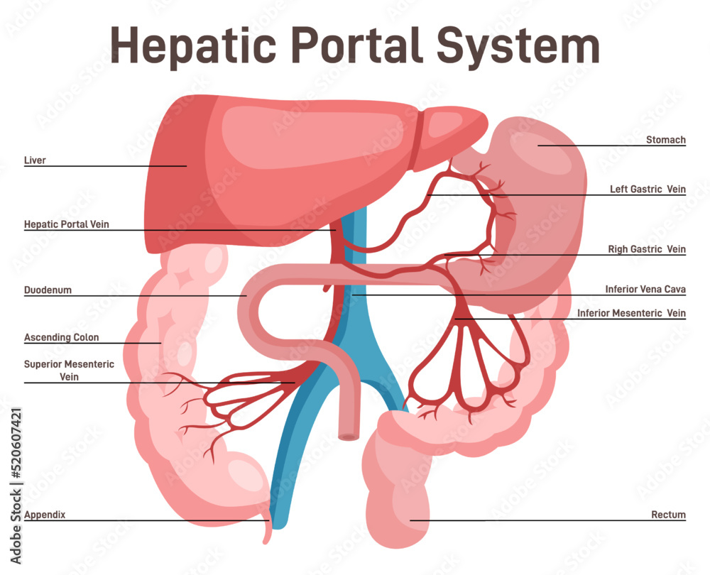 Hepatic portal system. Anatomy of human liver and blood vessels vector ... Biology Diagrams