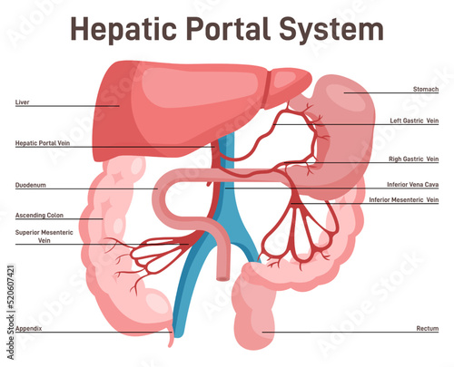 Hepatic portal system. Anatomy of human liver and blood vessels photo