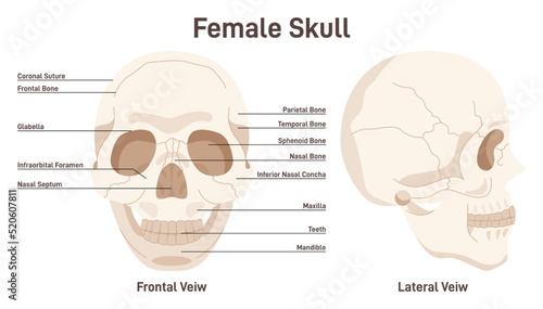 Human female skull. Leteral and frontal view of face bones. Didactic scheme