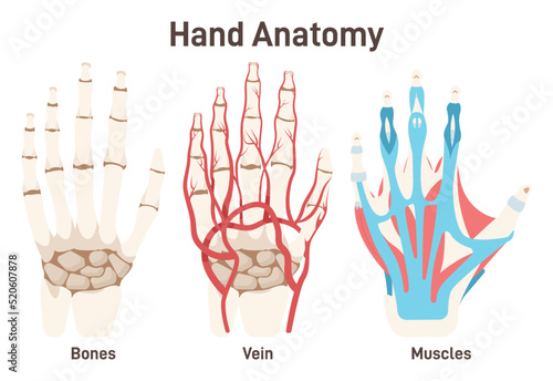 Hand bones, muscles and circulatory system. Didactic scheme of palmar