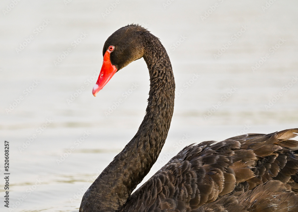 Obraz premium Black Swan and Ducks in the Lake