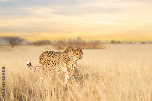 Cheetah walking in dry grass of the Kalahari desert, Kgalagadi Transfrontier Park, South Africa