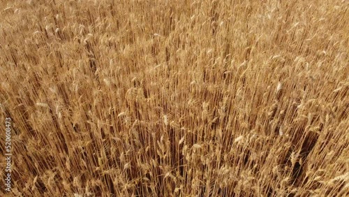 Golden yellow wheat field organic agriculture cultivation