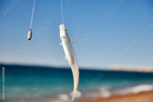 Fish hanging from hook on the beach. Puerto Madryn, Peninsula de Valdes, Patagonia, Argentina. Copy space.