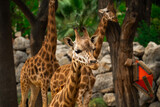 Close-up of the head of a giraffe against the background of other giraffes and greenery.