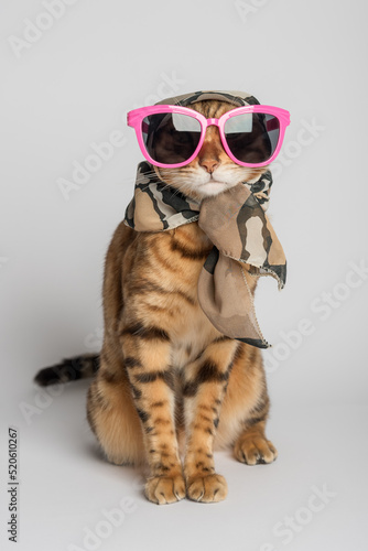 A fashionable cat in funny glasses and a scarf sits on a white background. © Svetlana Rey